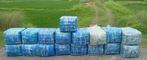 मोरङमा खेतबारीमा भेटियो ९ सय किलो गाँजा