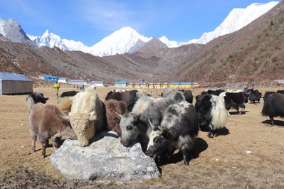 रसुवामा वैशाख १३, १४ र १५ गते चौँरी महोत्सव