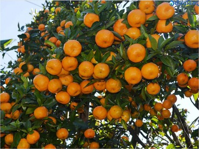 एउटै बेनीकोटबाट दुई करोडभन्दा बढीको सुन्तला बिक्री