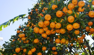 सुन्तला खेतीले फेरिँदै भोजपुरका किसानको जीवनस्तर