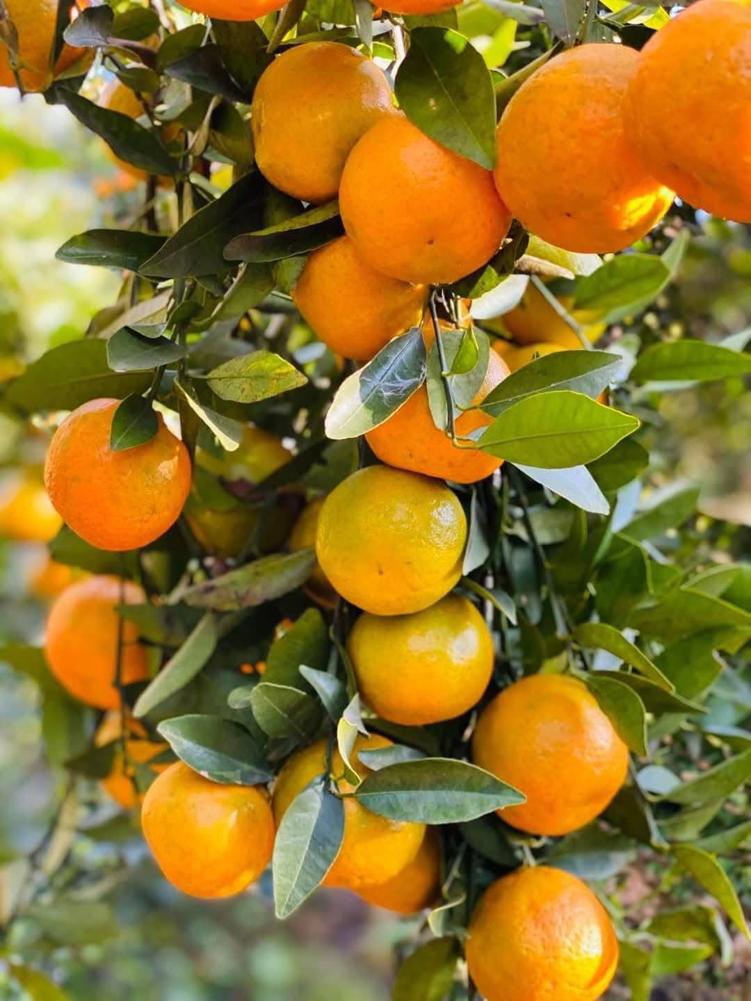 एउटै बेनीकोटबाट दुई करोडभन्दा बढीको सुन्तला बिक्री